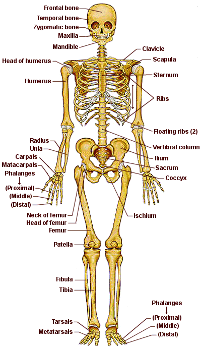 El Cuerpo Humano Sistema Oseo